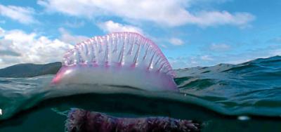 La medusa asesina llega al Mediterráneo
