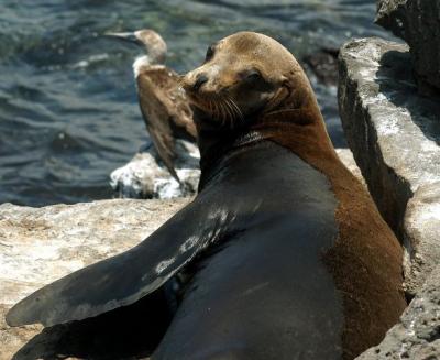 Especies invasoras amenazan la riqueza de las islas Galápagos