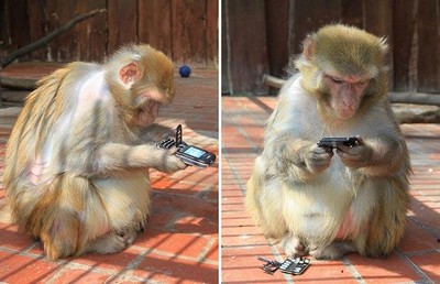 El talento matemático de los monos