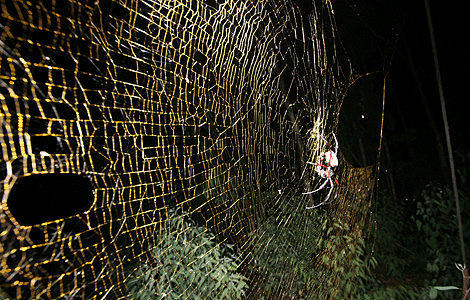 Esta especie puede tejer telas de araña doradas de más de un metro.| Foto: PLoS ONE